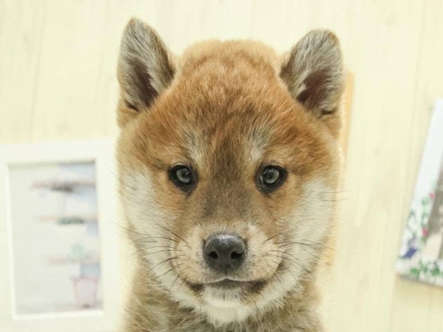 長野県の柴犬(標準サイズ) (ペッツワン塩尻店/2024年10月17日生まれ/男の子/赤)の子犬